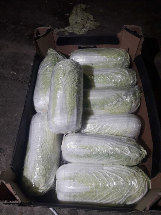 Kapusta pekińska pekin