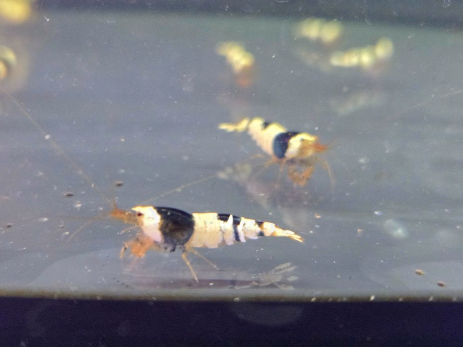 Krewetka caridina crystal black