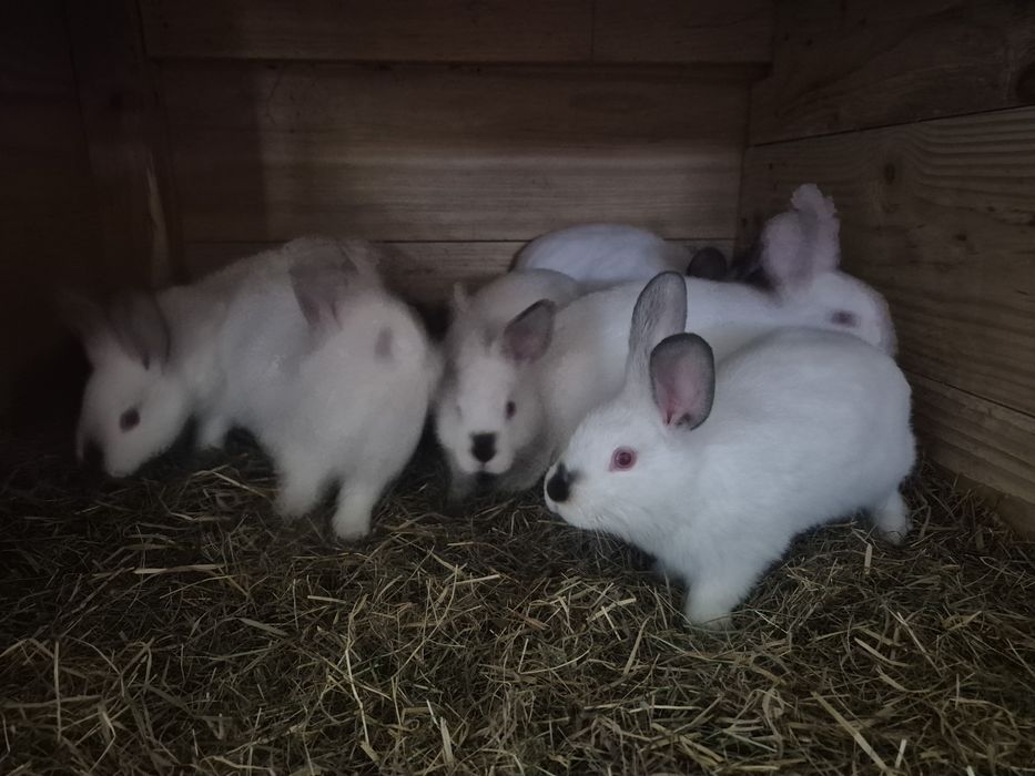 Króliki mieszańce mięsne