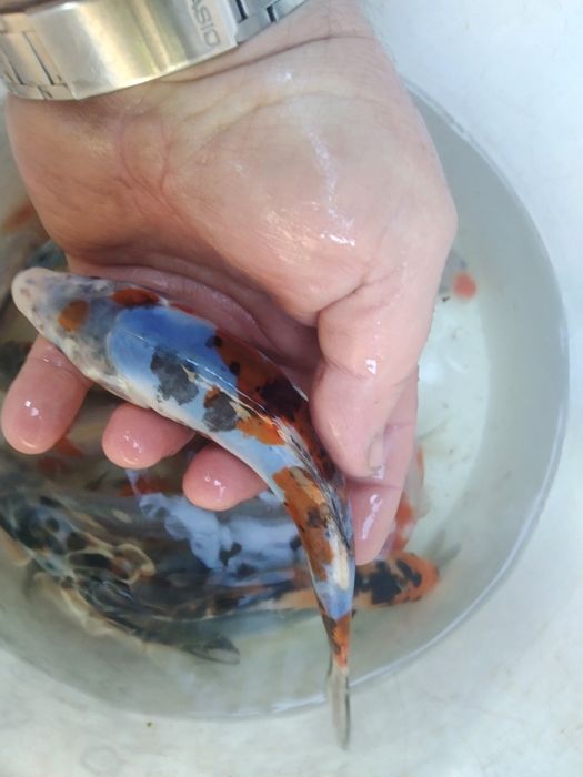 Karp koi,złota orfa amur lin,karaś kolor