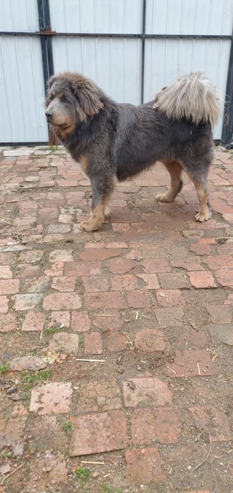 Кобель тибетського мастифа