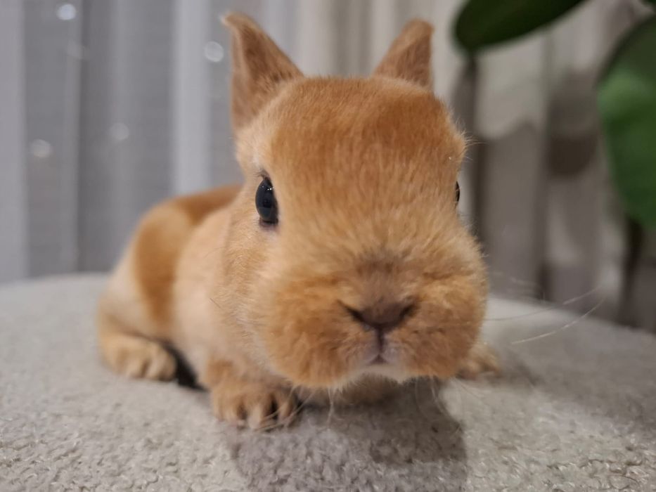 Królik króliczek karzełek rex Orange miniaturka mini lop