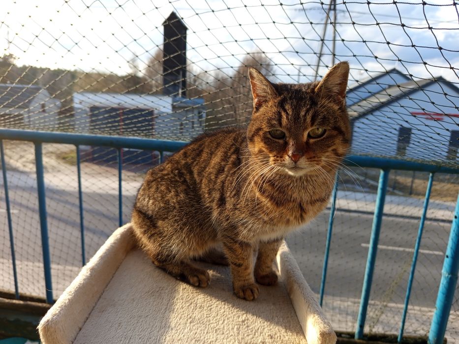 Wspaniała kotka do adopcji