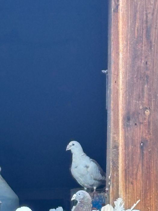 Gołębie staropolskie