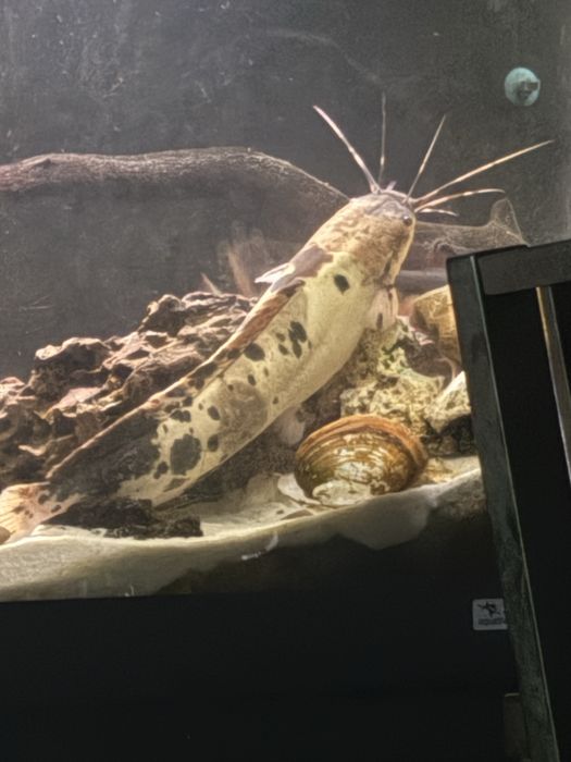 Clarias batratchu