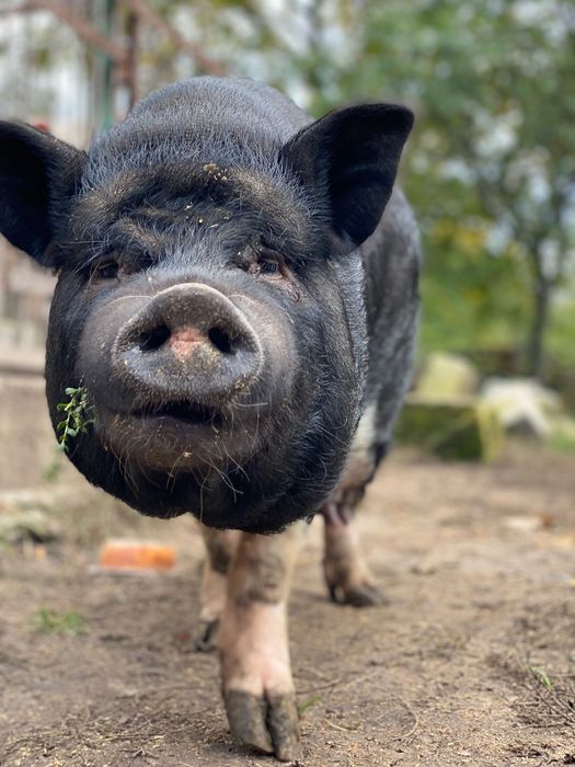 Продам в’єтнамських свиноматок