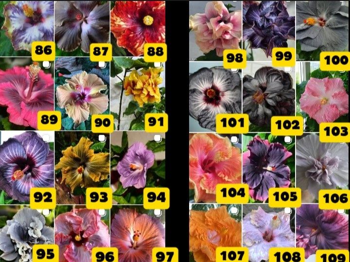 ГІБІСКУС  відростки