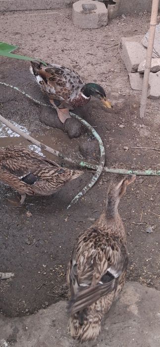 Vendo casal patos Reais (ou patos bravo)
