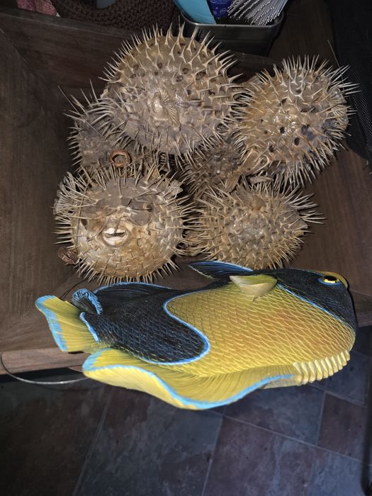 Peixe decorativo amarelo e azul pendurar na parede