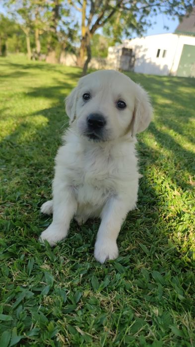 Golden Retriever   disponível.