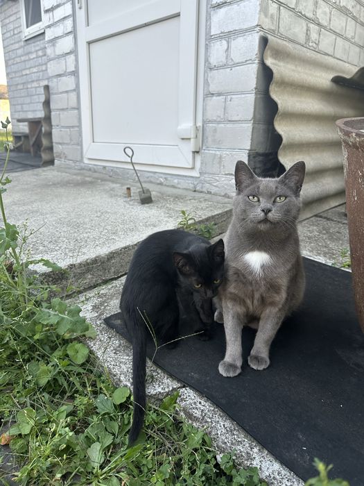 Отдам двух кошечкк в добрые руки
