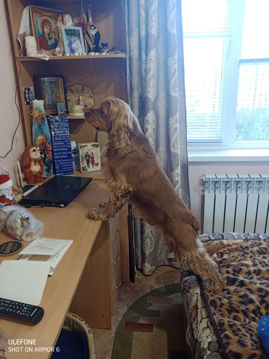 Красивый спаниель ищет невесту!