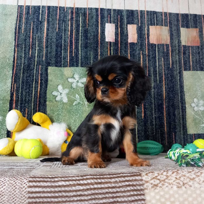 Кавалер кінг чарльз спаніель