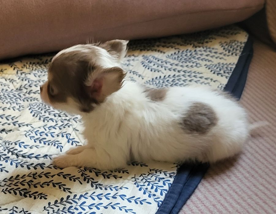 Chihuahua piesek