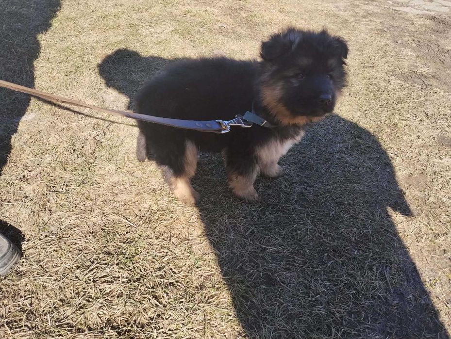 owczarek niemiecki długowłosy