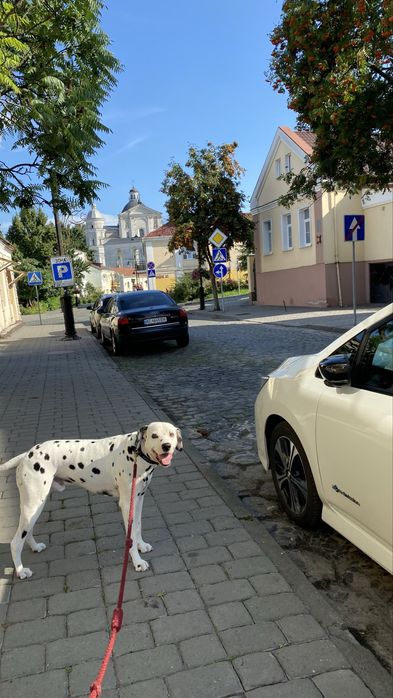 Шукаю квартиру. З собакою. До 13к. Зніму надсилайте всі варіанти
