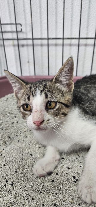 Bebés com esterilização gratuita para adoção