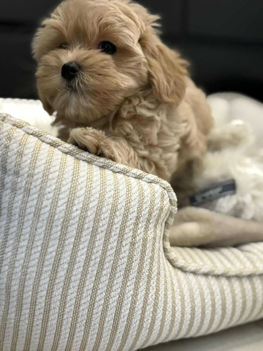 Maltipoo F1 Chłopczyk xxs Bardzo Malutki