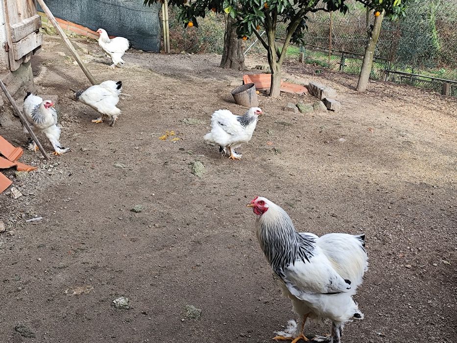 Casal galinhas Brahma light