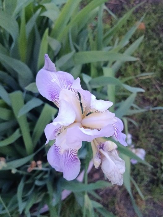 Лілії, іриси, мускарики