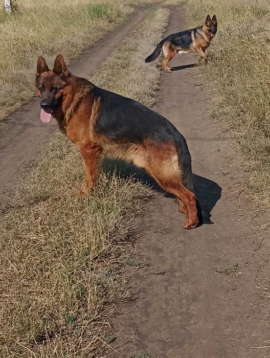 Кобель чистокровной немецкой овчарки на вязку.