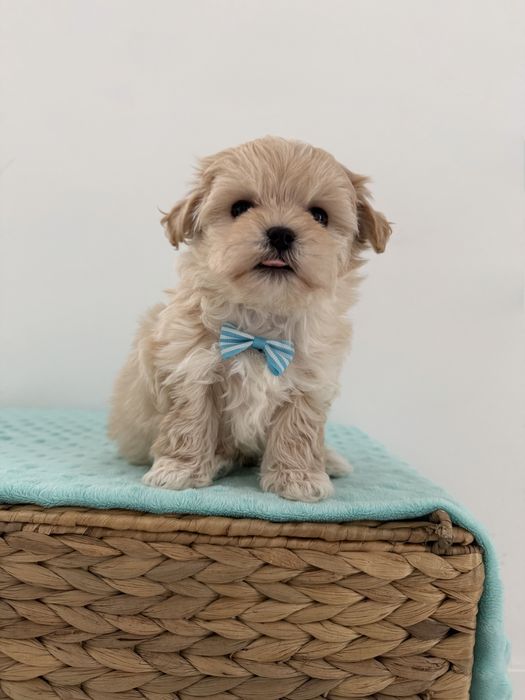 Maltipoo chłopiec mini