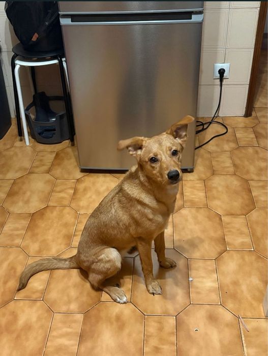 Adoção Responsavél - Paçoca