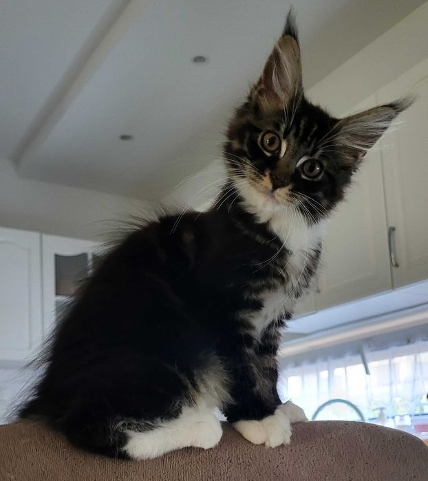 Koteczka Maine Coon z rodowodem