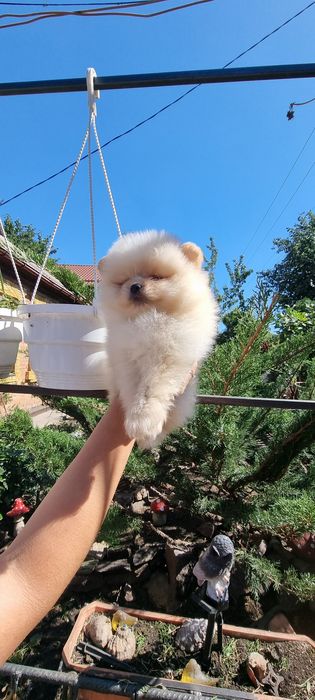 Мальчик Померанский шпиц)
