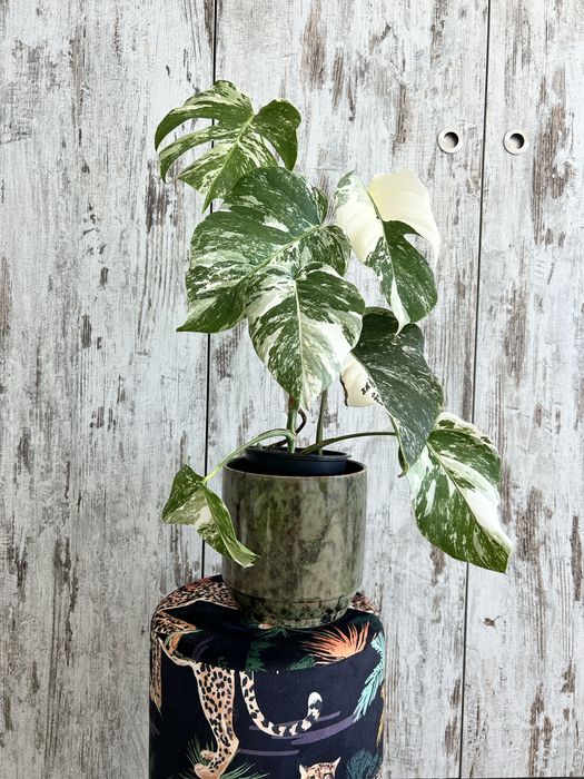 Vendo Monstera Albo Variegata