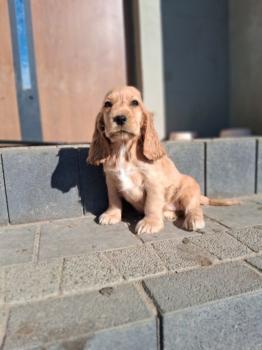 Szczeniaki cocker spaniel angielski