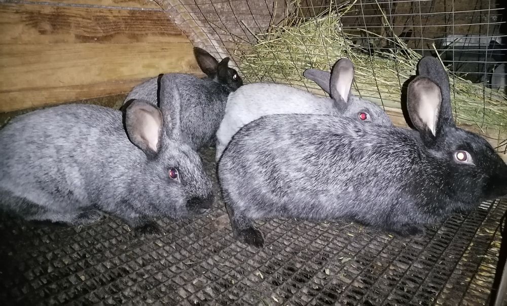 Продам кролики полтавське срібло