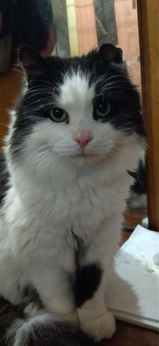 Котики шукають новий дім