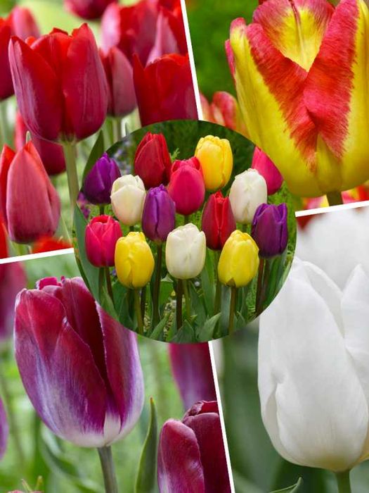 Голландські тюльпани для вашого саду! Найкращі сорти 2026 року