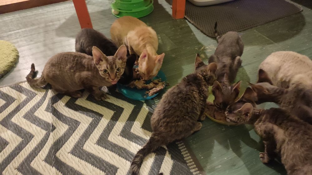 Devon rex Dewonkowe szczescia