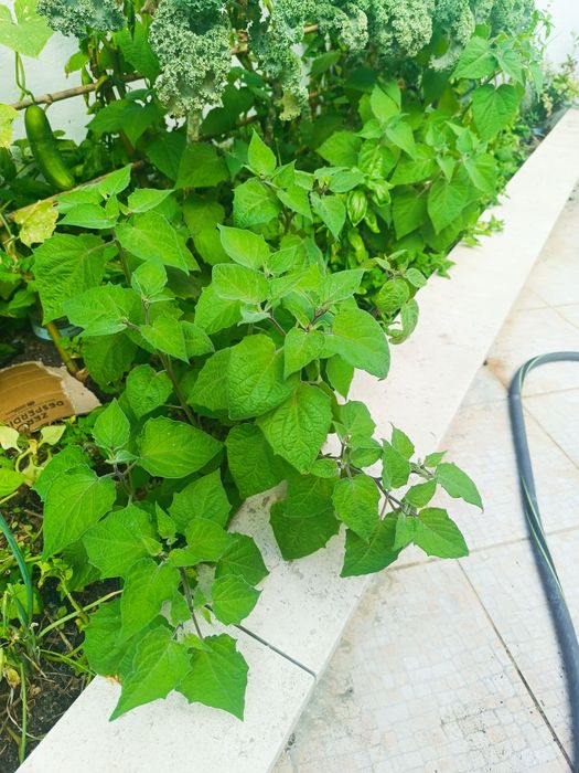 Physalis / fisalis
