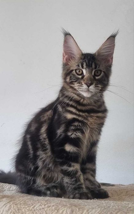 Gatinha Maine Coon