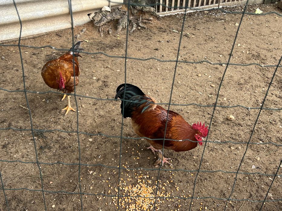 Vendo Galos de criaçao caseira