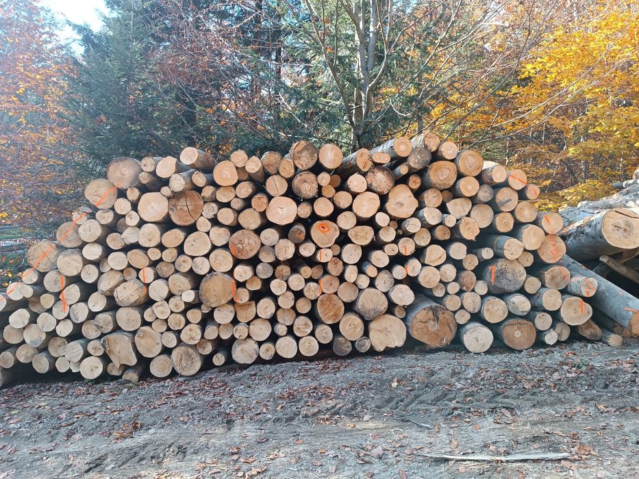 Drewno opałowe buk brzoza jawor jodła świerk