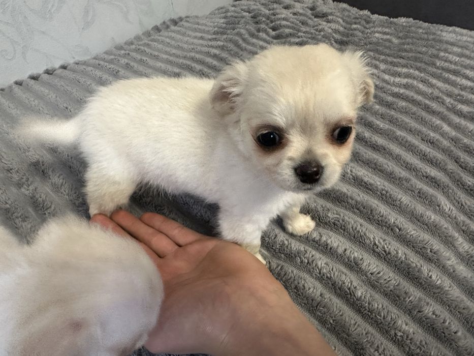 Чихуахуа довгошерстні хлопчики