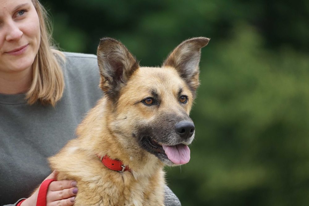 Trycek - pies w typie owczarek niemiecki