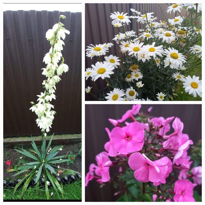 Ромашки флокси юка продаємо