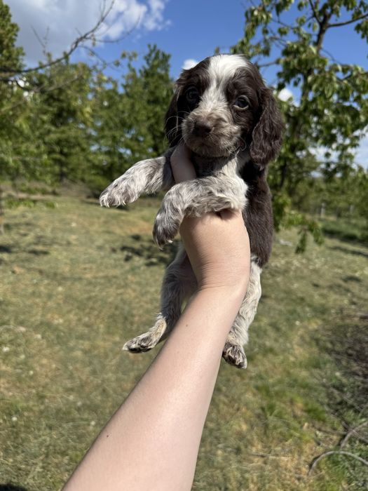Бомбезний хлопчик Англ кокер