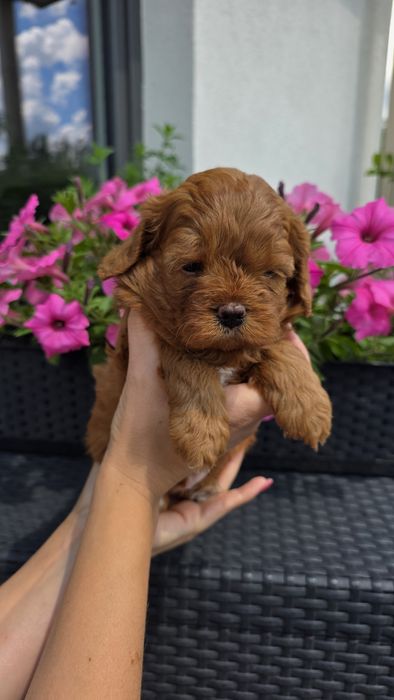Cavapoo suczka Hodowla Issa OSPiKR - badania rodziców