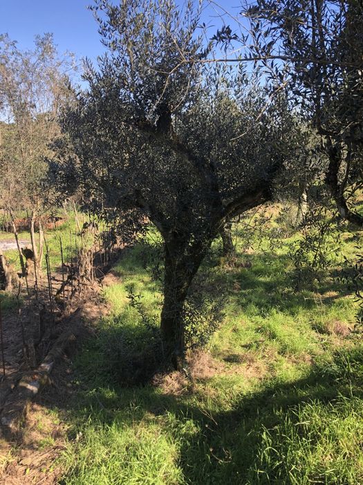 Oliveiras para jardim