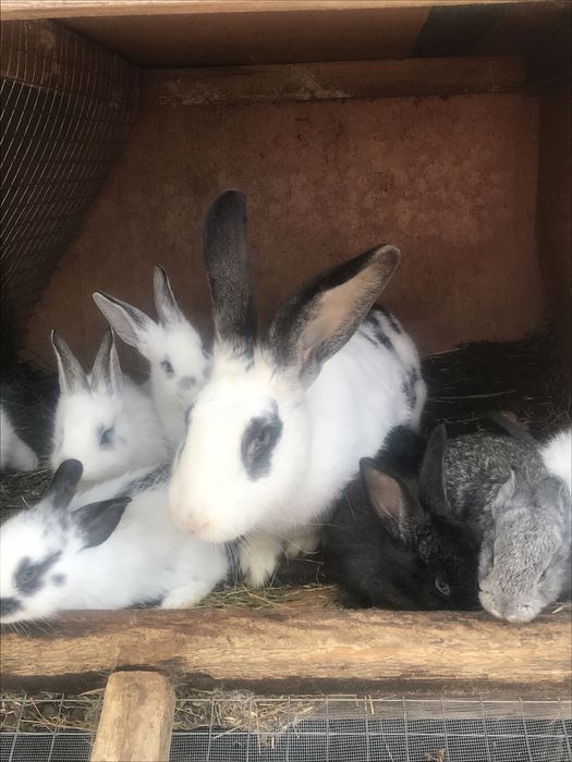 Продам кроликів: кролиці, кролі, молодняк