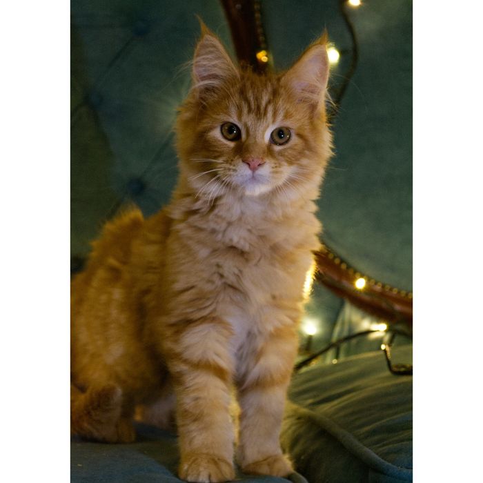 Piękny rudy kocurek rady Maine Coon - Fife/FPL