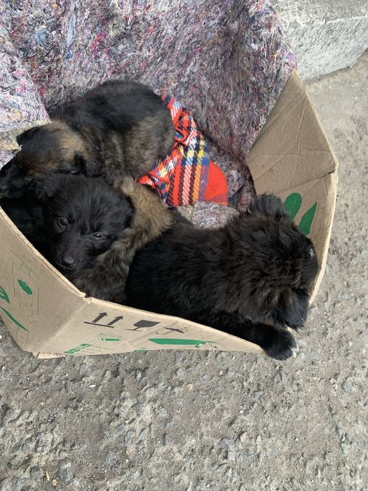 Щеня на Радість Сімʼї