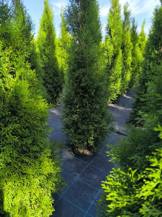 Туя смарагд продаж оптом