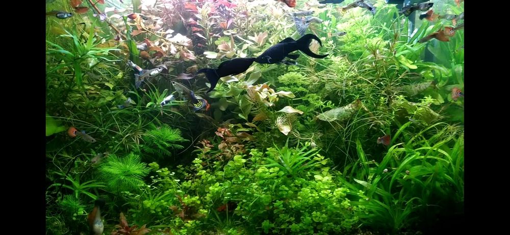 Rośliny Akwariowe z przycinki, nadmiary z moich akwariów.